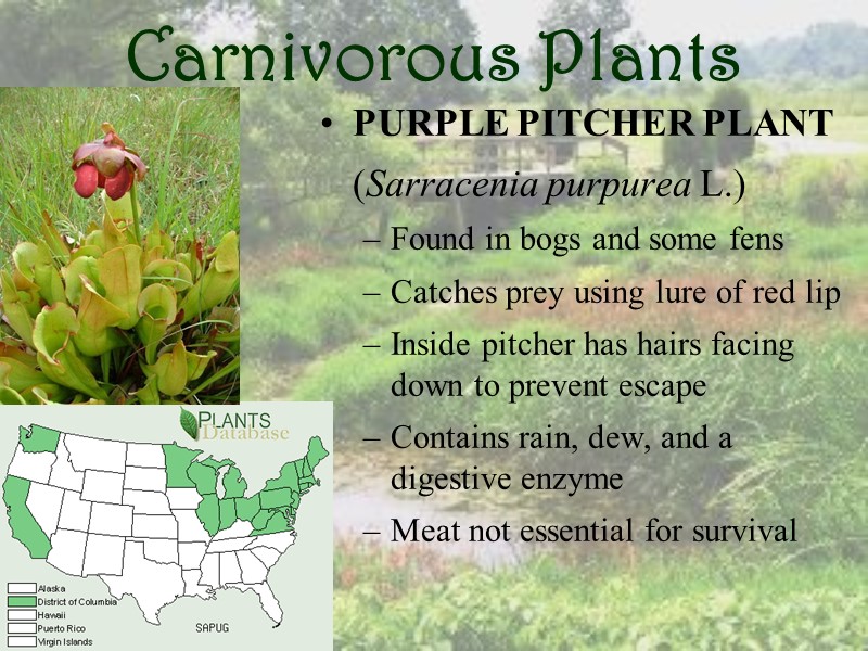 Carnivorous Plants PURPLE PITCHER PLANT  (Sarracenia purpurea L.) Found in bogs and some